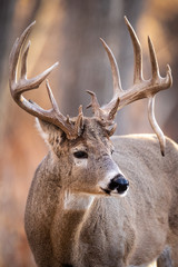 Drop Tine Rack Portrait