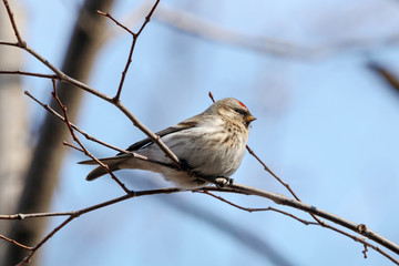Common redpoll acanthis flammea female sitting on branch of bush. Cute northern little songbird. Bird in wildlife.