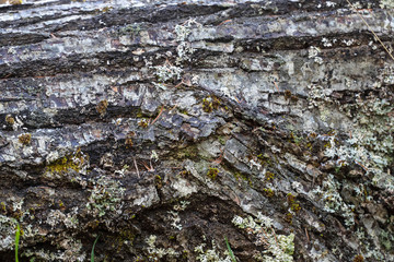 樹皮背景