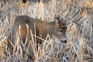 Buck in Cattails