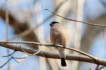 Eurasian bullfinch pyrrhula pyrrhula female sitting on branch of tree in the early spring. Cute...