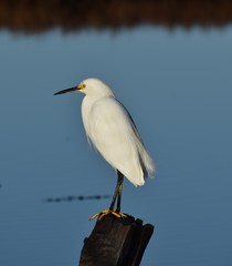 A snowy egret (Egretta thula) on a post along Elkhorn Slough in California