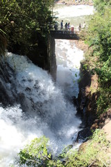 Fototapeta premium waterfall in forest
