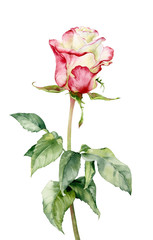 Watercolor illustration. Rose flower on a long stem with leaves on a white background.