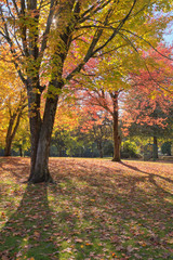 Naklejka premium Autumn light and colors in a park.