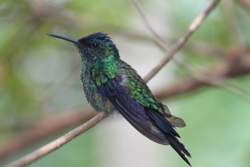 hummingbird