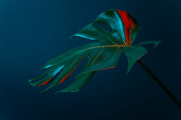 Monstera Leaf isolated on dark background, illuminated with colored lights in blue and red.