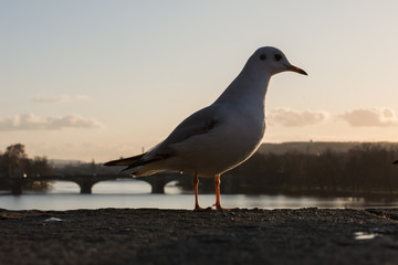 Seagull Bird on Charles bridge. Sunset. Prague