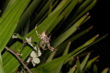 Nice macro photo of a spider with a natural green background