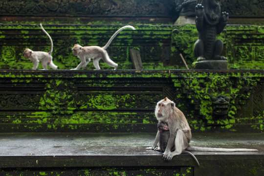 Mom monkey with a cub in a Bali park. Monkey forest.