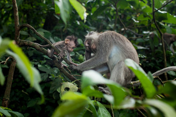 Naklejka na ściany i meble Mom monkey with a cub in a Bali park. Monkey forest.