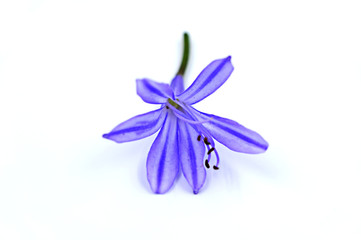 blue flower isolated on white background