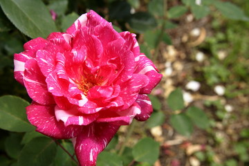 Hybrid Tea Rose "Candy Stripe"