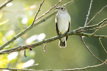 A flycatcher watching from a tree