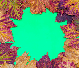 Naklejka na ściany i meble Autumn colorful background of fallen autumn leaves