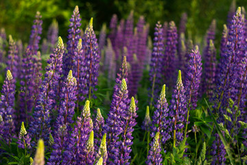 Purple lupins - beautiful spring flowers blooming in a field near the forest, background. Nature outdoors