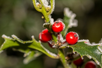 Christmas holly tree branch, Xmas decorative plant. Christmas and winter greenery background