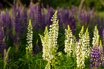 White and purple lupins - beautiful spring flowers bloom outdoors near the forest, background