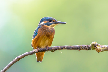 European Kingfisher looking to side
