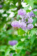 Spring branch of blossoming lilac. Lilac flowers bunch over blurred background. Purple lilac flower with blurred green leaves. Copy space