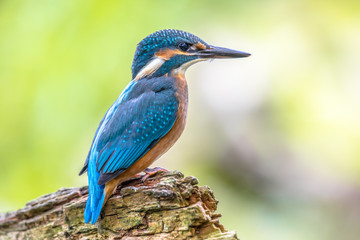 European Kingfisher waiting on log
