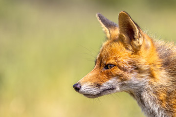 Red Fox portrait side