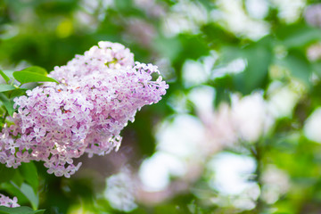 Spring branch of blossoming lilac. Lilac flowers bunch over blurred background. Purple lilac flower with blurred green leaves. Copy space