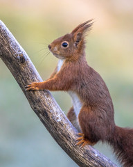 Red squirrel on frosty branch