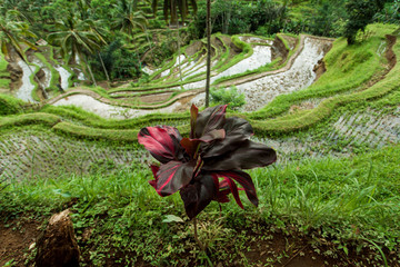 Bali rice terraces. Cloudy, thick green colors.