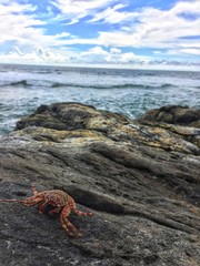 crab on the beach
