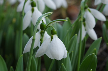 Spring snowdrops in Alcsut Arboretum, Hungary