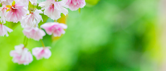 Fototapeta na wymiar Beautiful pink cherry blossom (Sakura) flower. Soft focus cherry blossom or sakura flower on blurry background. Sakura and green leaves in the sun. Copy space