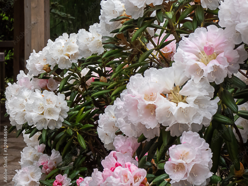 Sticker pink rhododendron growing in spring garden in washington state