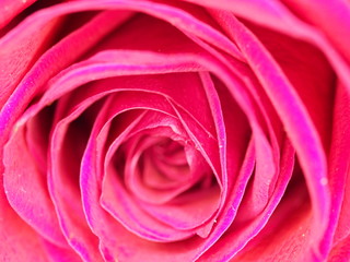 Close up of Red Rose