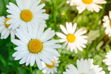 Wonderful fabulous daisies on a meadow in summer. White daisies. Matricaria
