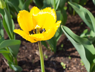 Yellow tulip flower in tulip garden. - 309850816
