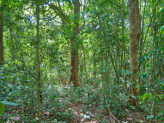 Dense forest vegetation and trees near Saen Monourom (Sen Monorom) in Mondulkiri Province, Cambodia.