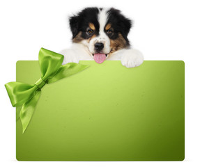 puppy dog showing green gift card with ribbon bow isolated on white background, vet and pet store template for christmas, greeting or promotional event