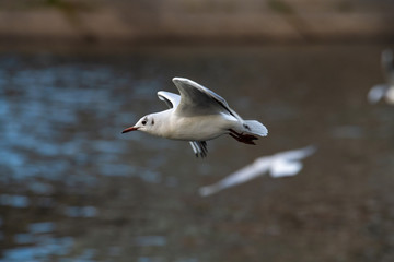 Seagull fly water spring nature lake birds sunny day light