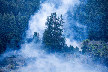 Billowing cloud of smoke around large tree in forest