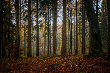 Dark tree trunks in a mixed autumn forest with colorful foliage, seasonal nature landscape in northern Germany
