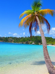 Un palmier penché au dessus de la mer turquoise