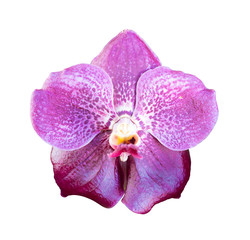 Close-up of single purple Orchid flower isolated on white background.