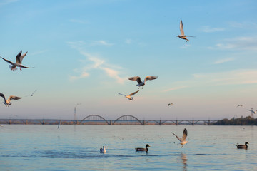 A flock of seagulls on the banks of the city river.