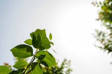 Grüne Rosenblätter in der Sonne mit Textxtfreiraum