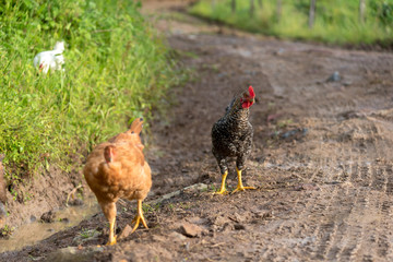 Chickens walking on the road with mud. Colombia.