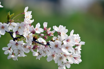 桜