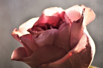 Beautiful rose flower macro 