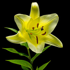 Fototapeta na wymiar Big yellow flower of brindle lily, isolated on black background