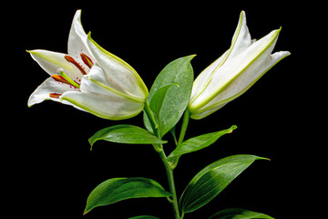 Obraz premium Two buds of of white oriental lily, isolated on black background